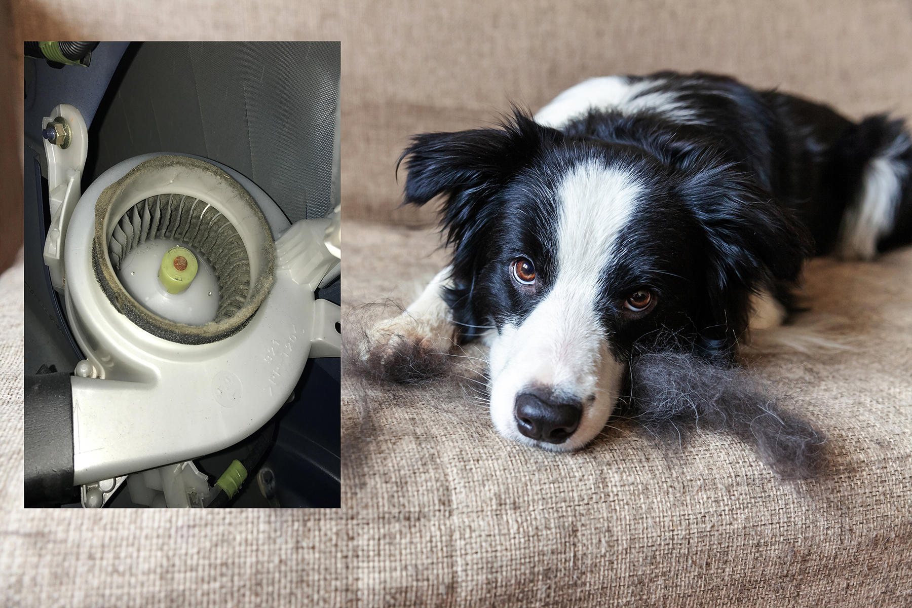 Funny Portrait Of Cute Puppy Dog Border Collie With Fur